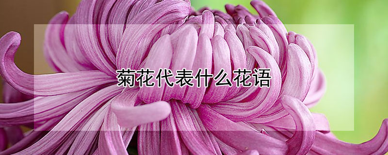 菊花代表什么花语