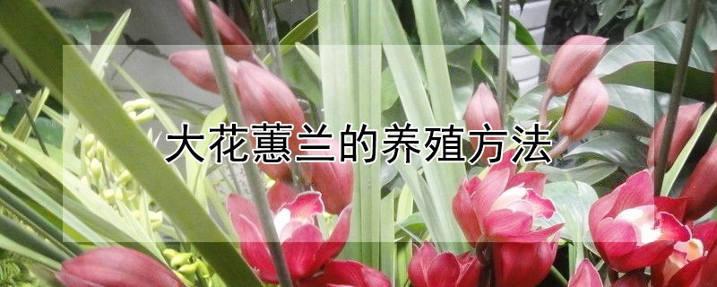 大花蕙兰的养殖方法