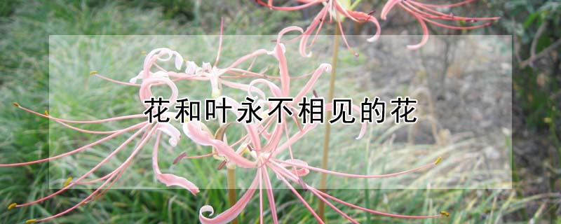 花和叶永不相见的花