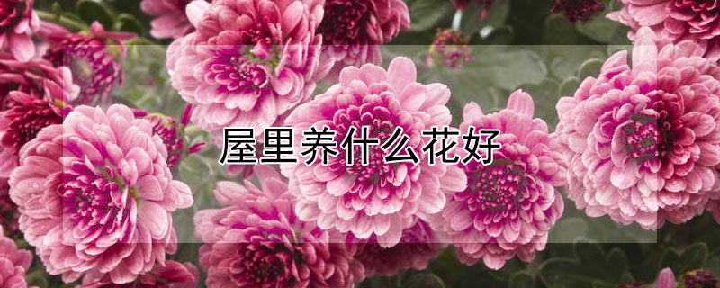 屋里养什么花好