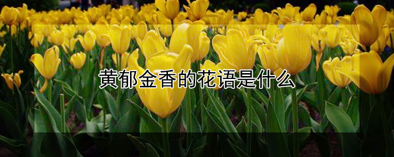 黄郁金香的花语是什么