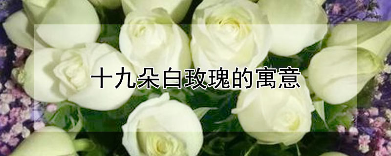 十九朵白玫瑰的寓意
