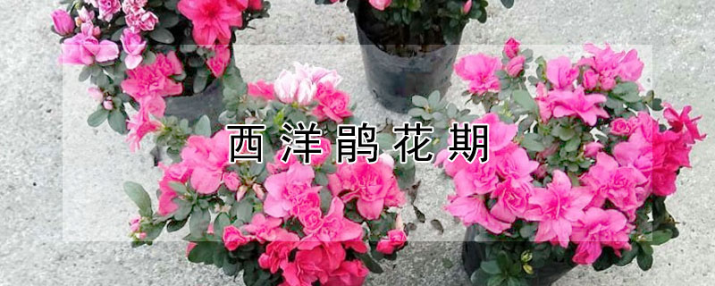 西洋鹃花期