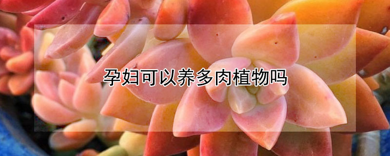 孕妇可以养多肉植物吗