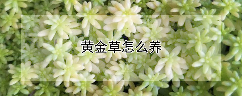 黄金草怎么养