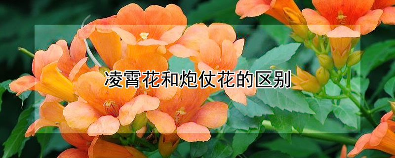 凌霄花和炮仗花的区别