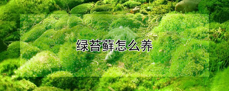 绿苔藓怎么养