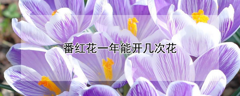 番红花一年能开几次花