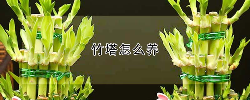 竹塔怎么养