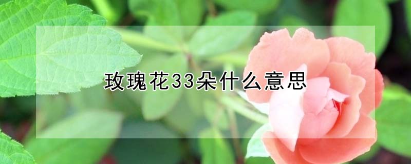 玫瑰花33朵什么意思