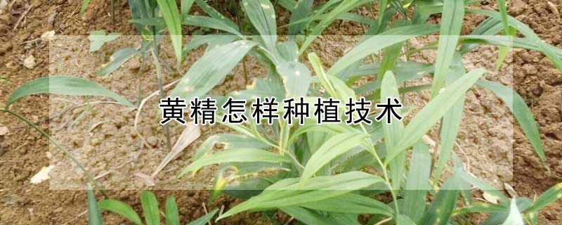 黄精怎样种植技术