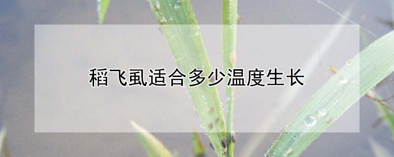 稻飞虱适合多少温度生长