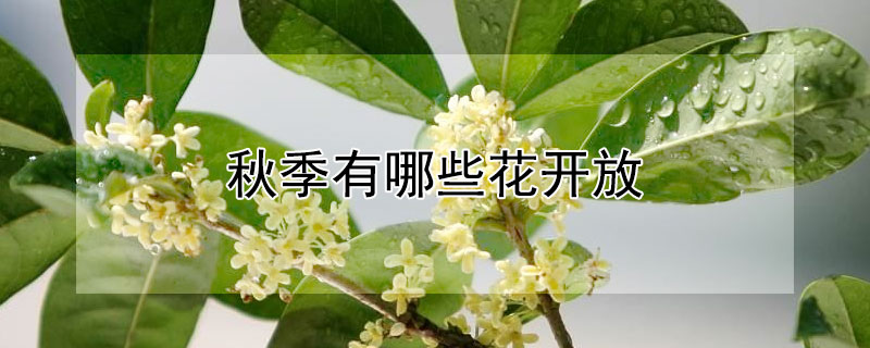 秋季有哪些花开放