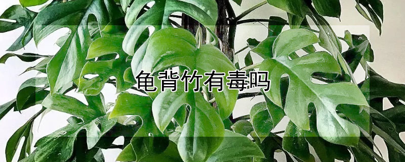 龟背竹有毒吗