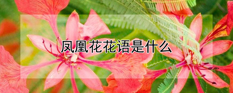 凤凰花花语是什么