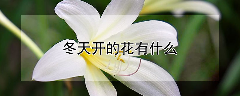 冬天开的花有什么