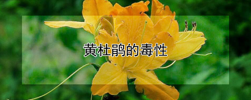 黄杜鹃的毒性