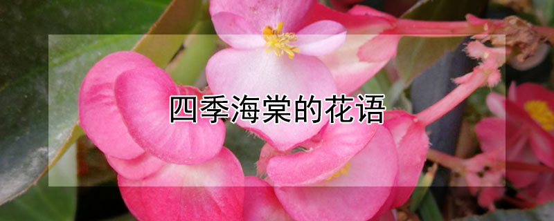 四季海棠的花语