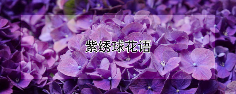 紫绣球花语