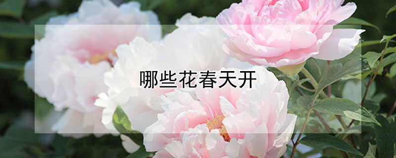 哪些花春天开