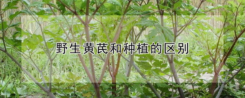 野生黄芪和种植的区别