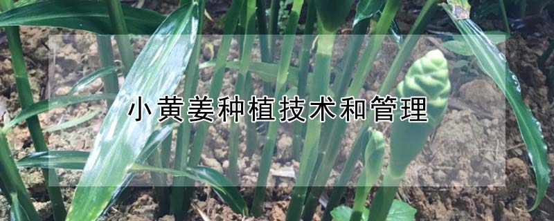 小黄姜种植技术和管理