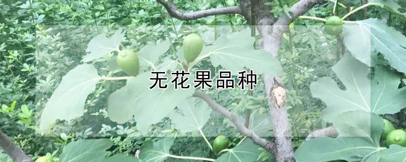 无花果品种