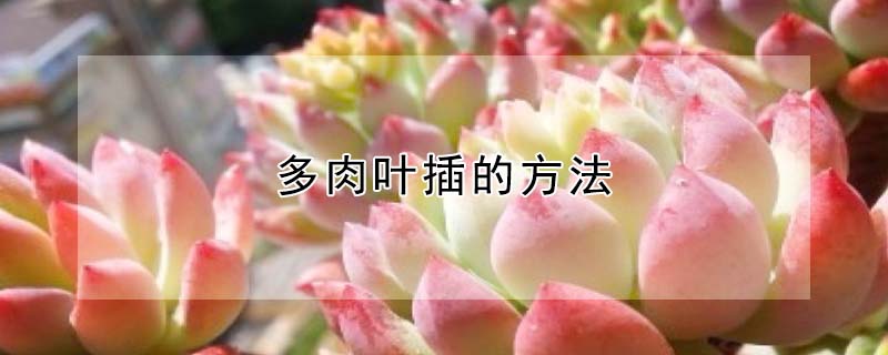 多肉叶插的方法