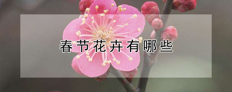 春节花卉有哪些