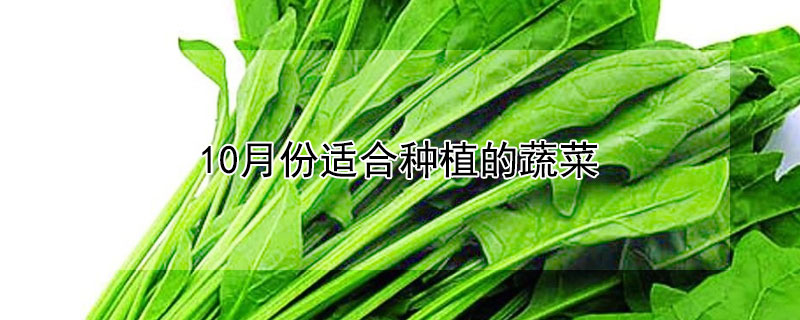 10月份适合种植的蔬菜