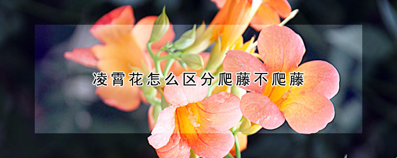 凌霄花怎么区分爬藤不爬藤