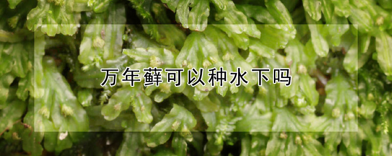 万年藓可以种水下吗