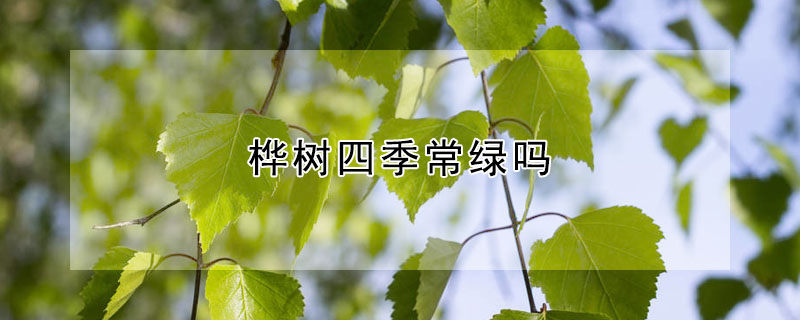 桦树四季常绿吗