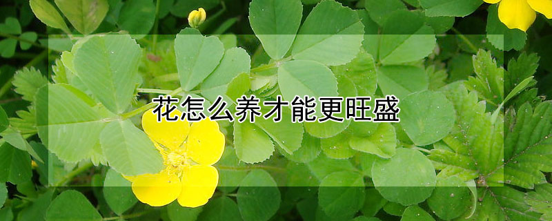 花怎么养才能更旺盛