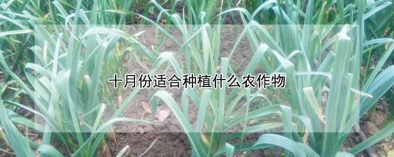 十月份适合种植什么农作物