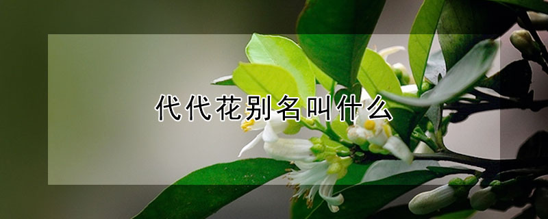 代代花别名叫什么