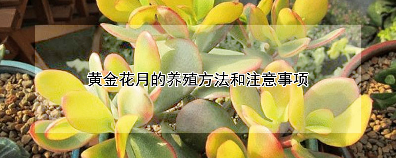 黄金花月的养殖方法和注意事项 发财农业网