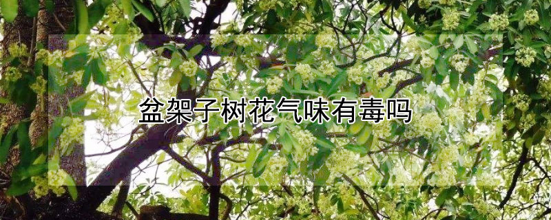 盆架子树花气味有毒吗