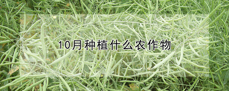 10月种植什么农作物