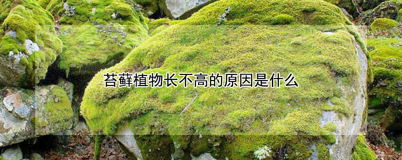 苔藓植物长不高的原因是什么