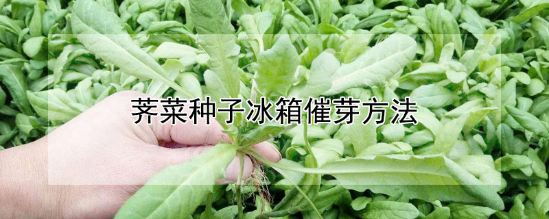 荠菜种子冰箱催芽方法