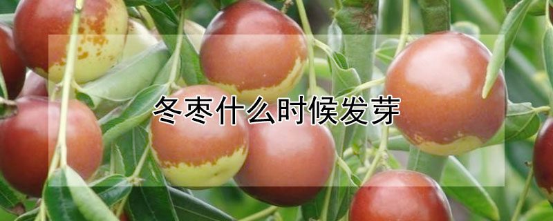 冬枣什么时候发芽