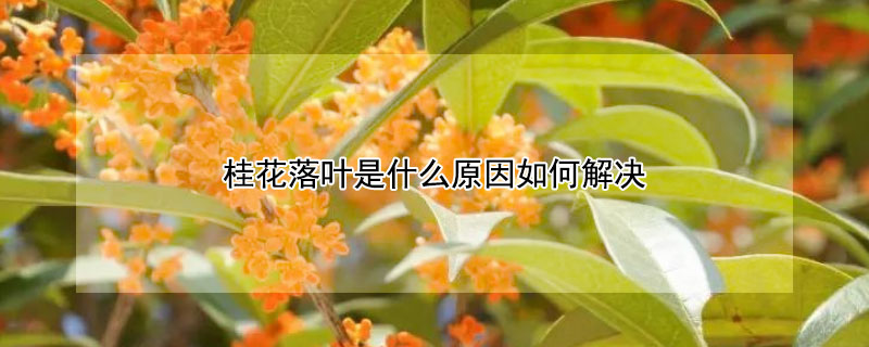 桂花落叶是什么原因如何解决