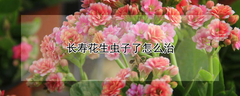 长寿花生虫子了怎么治