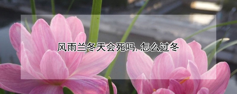 风雨兰冬天会死吗,怎么过冬