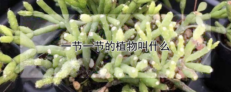 一节一节的植物叫什么