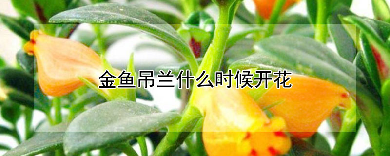 金鱼吊兰什么时候开花