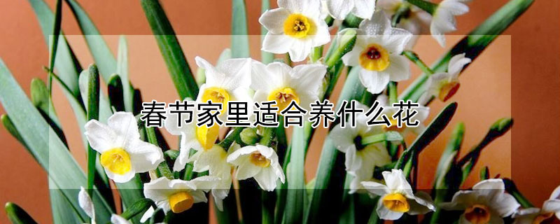 春节家里适合养什么花