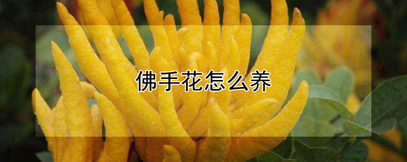 佛手花怎么养