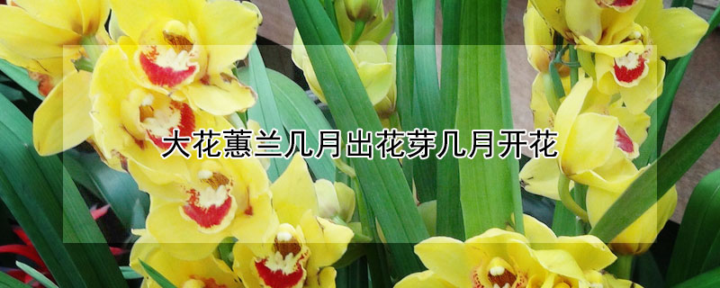 大花蕙兰几月出花芽几月开花